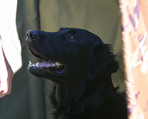 Gunner McCluer