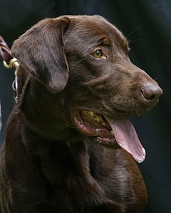 Moose Molle