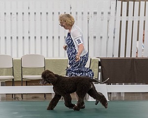 36 - GCH ARROYO'S BEGIN THE BEGUINE AX OAJ NF (Porter)