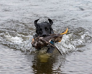 Splash