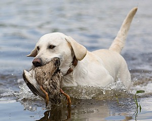 Baby's Kansas Brush Buster
