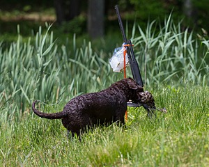Kuma Zajchowski