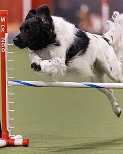 Benji Goerlich