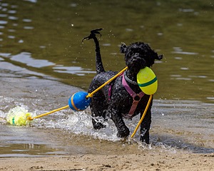 Scuppers Nutting