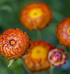 Strawflowers, Massachusetts
