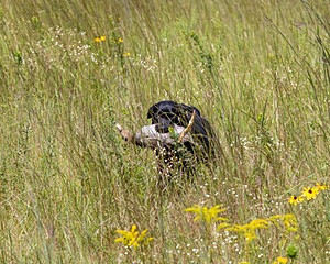 Gemma Seeber
