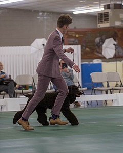 48 - GCH WHISTLE STOP'S TERRA MARIQUE POTENS (Honor)