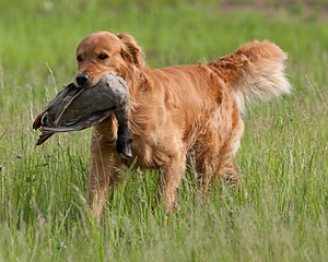 UCD SHR Sand Dancer's Windfall JH CDX