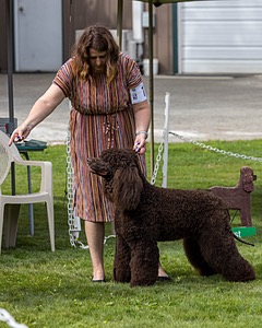 11 - GCH CH BREKKON'S FIRST MARK BN RN CGC TKN (Hunny)