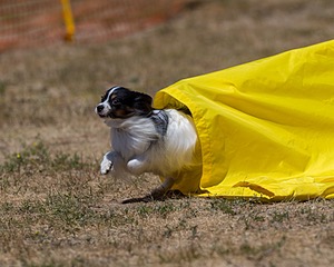 20160619-CCKC-1131.jpg