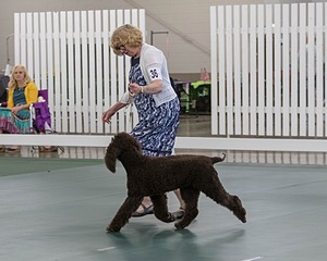 36 - GCH ARROYO'S BEGIN THE BEGUINE AX OAJ NF (Porter)