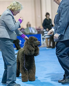 23 - GCH CH Waterboys Wet And Wild Willow (Ryder)