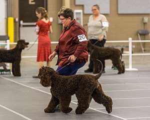 204 - CH Brekkon’s Brown Eyed Girl At Flintcrest DJ CGC TKN FTI