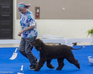 R26 - CH CUBOGLACH ROSY MAPLE RAE CAA BCAT SWME RATS DJ DN CGC TKN FTN