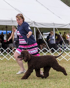 20 - GCH ALL GREEN WI'ENVY V ALPHA NORDIC DS CD RE