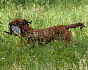 20170603-SHRW-1854.jpg