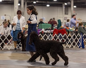 15 - CH POOLE'S IDE DARK KNIGHT (Oscar)