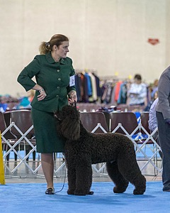 21 - GCHB CH Flintcrest Full Monty (Jonny)