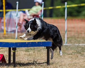 20160619-CCKC-1223.jpg