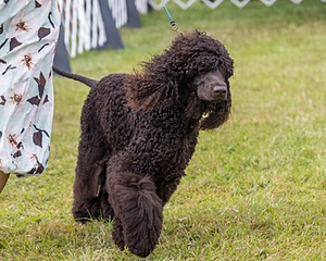 24 - POOLE'S IDE MODERN LOVE CGC (Remi)