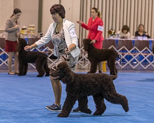 15 - GCH Am/Can CH Chantico's Shelter From the Storm Am/Can CD RN MX AJX OF DS (Reef)