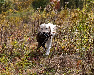 Meadowmere's Annisquam JH WC CGC (Annie)