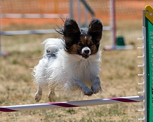 20160618-CCKC-1871.jpg