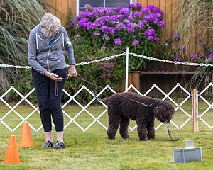 2201 - GCH CH MACH ARROYO'S BEGIN THE BEGUINE MXS MJS MXP MJP MXF T2B2 (Porter)