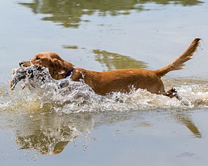 Chase
