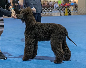 15 - GCH Am/Can CH Chantico's Shelter From the Storm Am/Can CD RN MX AJX OF DS (Reef)