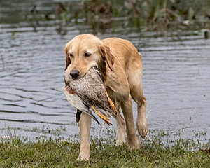 Sedge Houston
