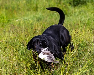 Mowgli