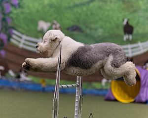 Yoshi Mabardy