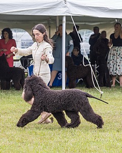 20 - GCHS CH POOLE'S IDE SAY NO MORE OHS CD RE JH DS (Simone)