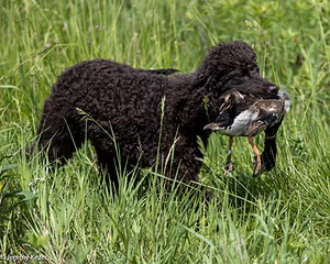 Ghillie Kezer