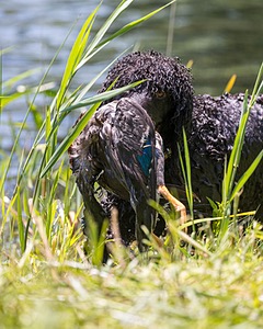 Ghillie Kezer