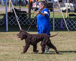 15 - BALLYHOO'S V FINNEGAN MCNEILL