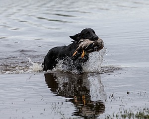 Splash Nettleton-Smilas