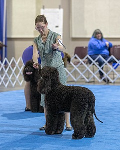 19 - GCH CH Axelhurn Now I'm Here (Marcus)