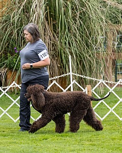 1101 - FINNIBONE'S CUZ MAMA CAN RE DS DJA CGC TKN VHMA (Mama Cass)