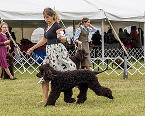 24 - POOLE'S IDE MODERN LOVE CGC (Remi)
