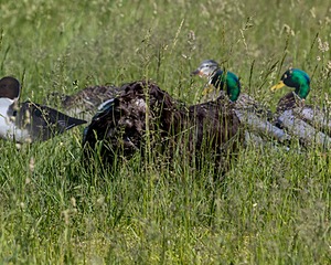 20210606-SEAL-0738.jpg