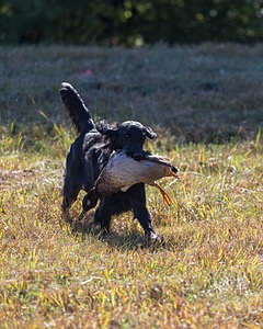 Dolly Partridge