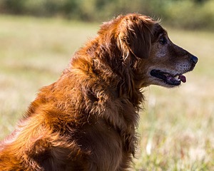 Gunner Haberman