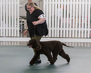 38 - GCH WHISTLESTOP'S ABRACADABRA RN CGC