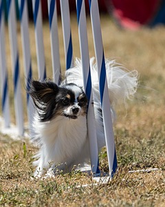 20160618-CCKC-1984.jpg