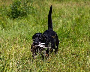 Mowgli