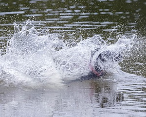 Pippa Hobin