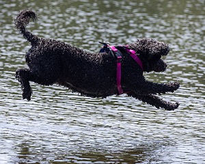 Tango Abbruzzese