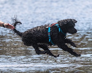 Sedona O'Brien